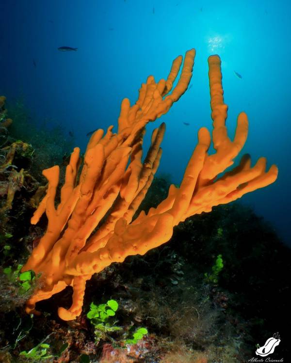 Axinella polipoides  #estatefias   #friulanasubacquei   #oceanlover   #oceanlove...