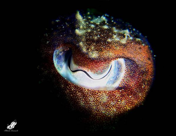 Cuttlefish eye with snoot  #estatefias   #snootyers   #snoot   #inonz240   #canonphotography...